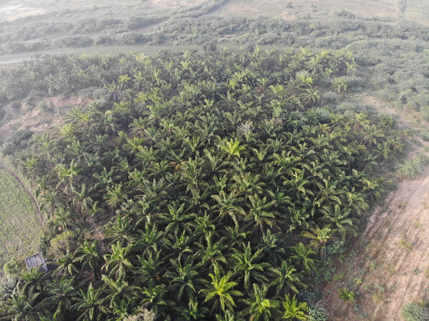 DEAL Foundation farm with palm trees Mevundi Gadag district. 27 April, 2020. 13:38